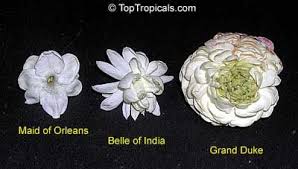 Plants that are especially fragrant will do well in areas that receive lots of traffic, like paths, a patio seating area, or near windows. Jasmine 3 Varieties Of Jasminum Sambac Maid Of Orleans Belle Of India And Grand Duke Jasminum Sambac Jasmine Plant List Of Flowers