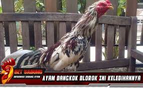 Ayam Bangkok Blorok Ini Kelebihannya Menurut Primbon Jawa Bulu Ayam