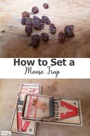 We did not find results for: How To Set A Mouse Trap The Simplest Vermin Control