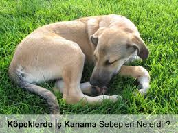 Kopeklerde Ic Kanama Belirtileri Ve Sebepleri Nelerdir Teknobeyin