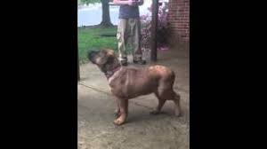 Boerboel mastiff / rottweiler / mixed (short coat). Boerboel And Rottweiler Mixed Youtube