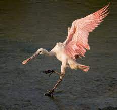 Roseate Spoonbills In South Carolina The Naturalist S Notebook