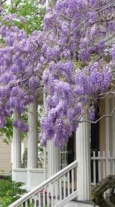 Peeblespair Wisteria Walk Anurbancottage Blogspot Com Only Glamour Beautiful Flowers Flower Garden Wisteria