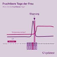 Fruchtbare Tage: Wann bin ich fruchtbar? | cyclotest