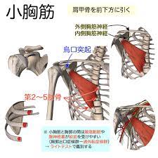 筋シリーズ 小胸筋 小胸筋で注意したいのは 過外転症候群 胸郭出口症候群 です この筋と胸郭の間の狭い隙間を通過する腋窩動脈と腕神経叢は絞扼を受けやすく 上肢にシビレや痛みを生じさせることがあります ライトテストで鑑別ができます また小胸筋が短縮して