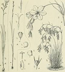 Image result for Hesperantha petitiana