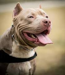 Husky Puppies X Need Iphone S Plus Wallpaper Rich Dog Animals Pitbull Terrier