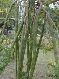 Image result for Moringaceae