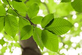 The Secret Life of Tree Leaves: Structure, Function & Uses