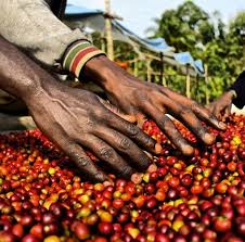 Incoming Harvest Kaffa Ethiopia Ethiopia Harvest Coffee Lover