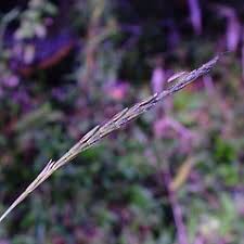 Image result for Microstegium