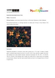 Image result for Kalanchoe lanceolata