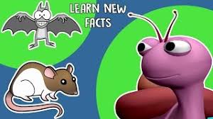 One species of jellyfish is immortal. Interesting Facts About Animals For Kids Youtube