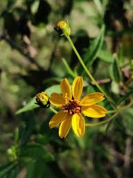 Image result for Aspilia pluriseta