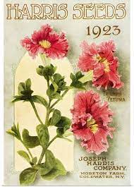 Historic Harris Seeds Catalog With Triumph Petunia Flower From 20th Century Flower Art Petunia Flower Petunias