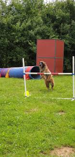 ring canin pour chiens haute marne elevage du bois blanc val