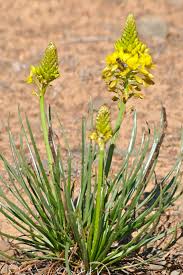 Image result for Bulbine