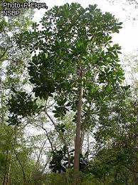 Image result for Anthocleista