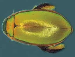 Image result for Dyschoriste multicaulis