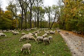 Wer sie sucht kann sie auf der schönfeldwiese finden. Schafe Im Englischen Garten Zu Munchen Foto Bild Tiere Haustiere Nutztiere Bilder Auf Fotocommunity