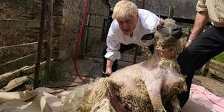 But the tender lamb suits the quick cooking approaches of today's busy household, and it is undeniably a fabulous meat, with lamb chops needing minimal cooking under a grill, on a griddle or in. Boris Johnson Has 500 Million Plan To Buy Slaughtered Sheep