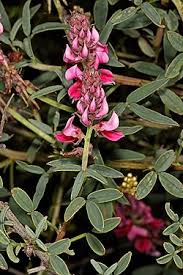 Image result for Indigofera pseudodyeri