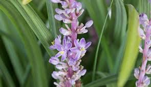 Lilyturf is a great choice for problem sites, such as the dry shade under a tree canopy. Lily Turf Liriope Evergreen Giant Life Is A Garden