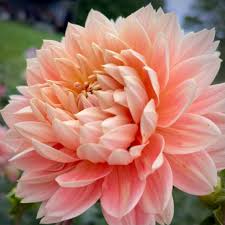 Image result for Vandellia humilis