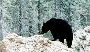 Do bears sleep the whole time they hibernate? Do Bears Really Hibernate Bearwise Org