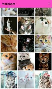 Reaksi kucing comel yang sangat mahal. Kucing Comel For Android Apk Download