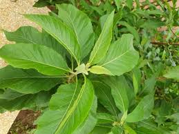 Image result for Vernonia amygdalina