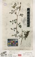 Image result for Indigofera pulchra