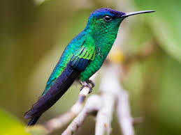 Image result for Landolphia violacea