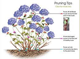 Hydrangea Pruning Tips Hydrangea Garden Plants Pruning Hydrangeas