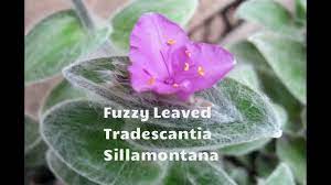 Tradescantia Sillamontana White Velvet White Gossamer Growing And Orchid Cactus Suculent Plants Cacti And Succulents