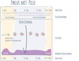 Meine Pille Der Weibliche Zyklus