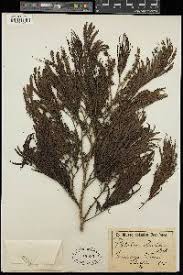 Image result for Newtonia buchananii