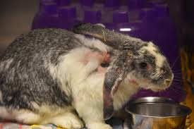 Image result for scabies rabbits ears