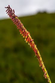 Image result for Aneilema brunneospermum