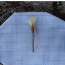 Image result for Pelargonium alchemilloides