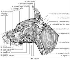 A Haziallatok Funkcionalis Anatomiaja Digital Textbook Library Hayvan Anatomisi Hayvan Anatomi