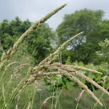 Image result for Aizoon virgatum