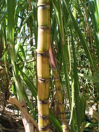 Image of a rooted cane stalk