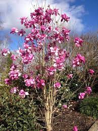 It has large furry light brown buds, which develop a tulip like appearance before opening out to the gorgeous, large, fragrant flowers of deep magenta in late winter. Magnolia Vulcan Aldgate Tree Farm