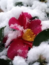 L'autunno, più che l'inverno, infonde la sensazione di essere giunti a un capolinea. Fiore D Inverno Foto Immagini Tema Del Mese Gennaio 2009 Concorsi Foto Su Fotocommunity