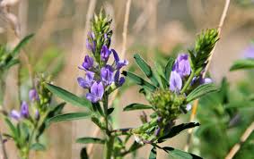 Image result for Medicago sativa
