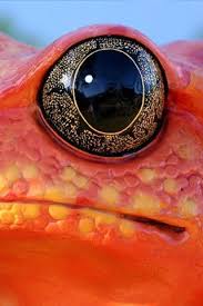 Galeria De Animais Wildlife Reptile Eye Colorful Animals Eye Close Up