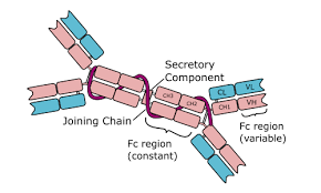 151,006 likes · 1,988 talking about this · 114,999 were here. Anti Immunoglobulin A Iga Secondary Antibodies