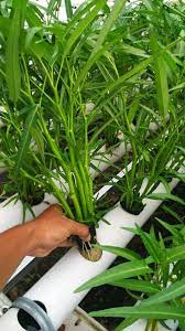 Tertarik untuk mencoba berkebun secara hidroponik? Cara Menanam Kangkung Hidroponik Di Air Yang Benar