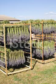 Ganz bestimmt kennt jeder die kleinen duftsäckchen gefüllt mit lavendel, die schon die großmutter zu schätzen wusste. Lavendel Ernte Die Trauben Trocknen In Der Sonne Provence Frankreich Stockfotos Freeimages Com